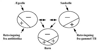 Cellefejl fra fødsel - diagram